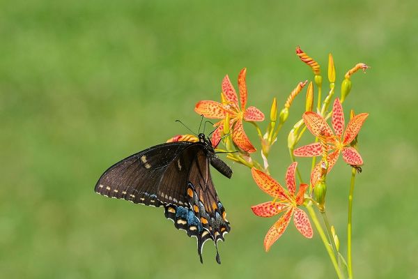 Eastern Tiger Swallowtail female on Blackberry Lily (Belamcanda chinensis)-Marion County-Illinois